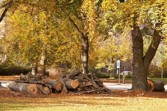 large logs laid out in a person's front yard after a tree has been taken down and chopped up